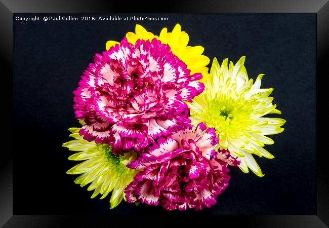 Chrysanthemums and Carnations. Framed Print by Paul Cullen