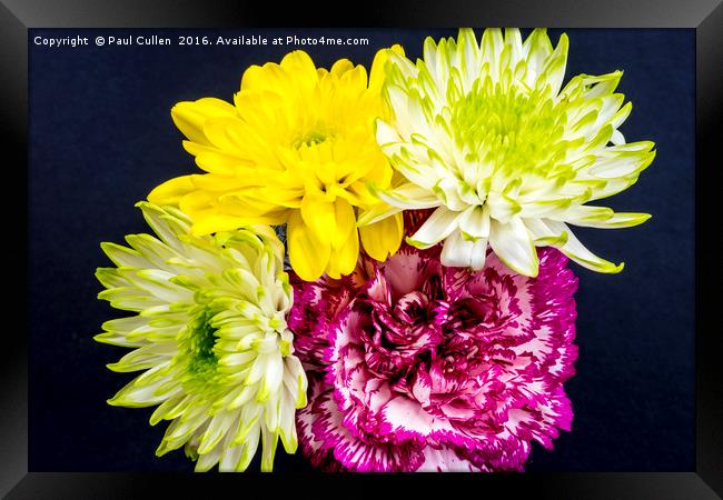 Carnation and Chrysanthemums - aerial view on blac Framed Print by Paul Cullen