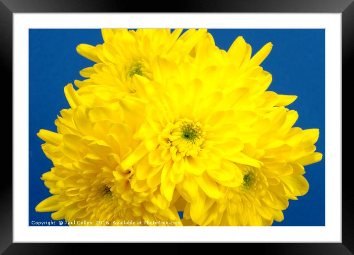 Yellow Chrysnthemums on a blue background. Framed Mounted Print by Paul Cullen