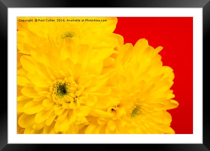 Yellow Chrysanthemums on a red background. Framed Mounted Print by Paul Cullen