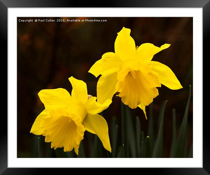 Two Daffodils. Framed Mounted Print by Paul Cullen