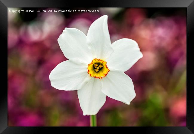Narcissus Poeticus Framed Print by Paul Cullen