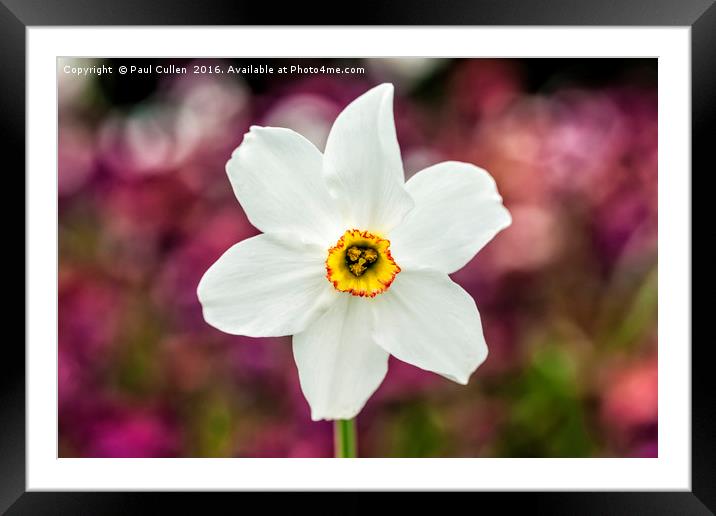 Narcissus Poeticus Framed Mounted Print by Paul Cullen
