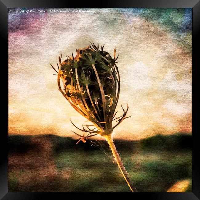 Cow Parsley Seedhead. Framed Print by Paul Cullen