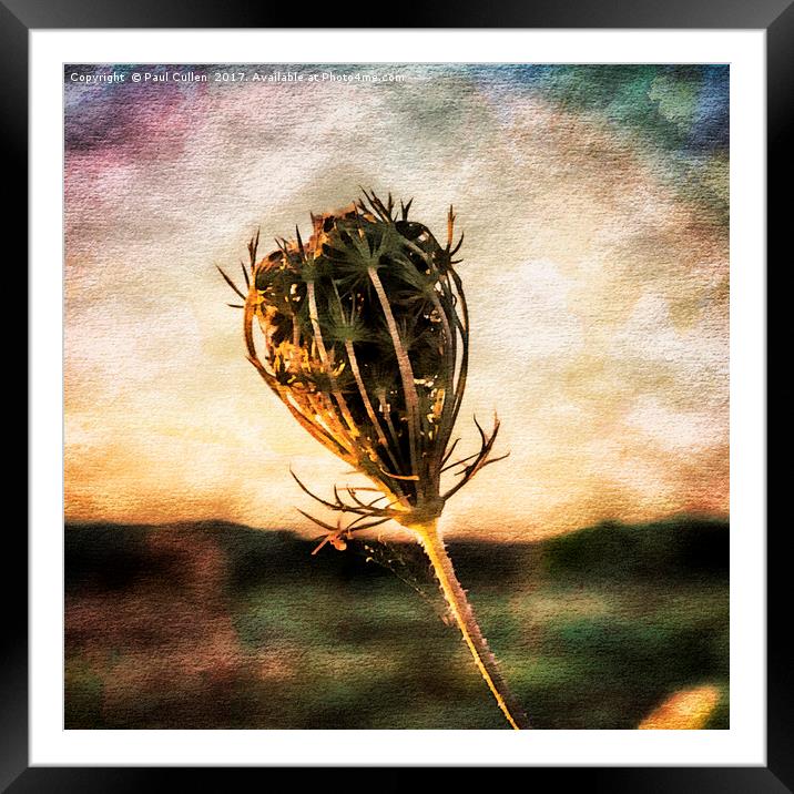 Cow Parsley Seedhead. Framed Mounted Print by Paul Cullen