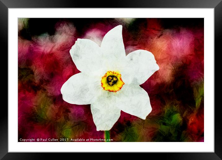 Textured Daffodil. Framed Mounted Print by Paul Cullen