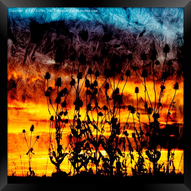 Teasel Silhouette at Sunset. Framed Print by Paul Cullen