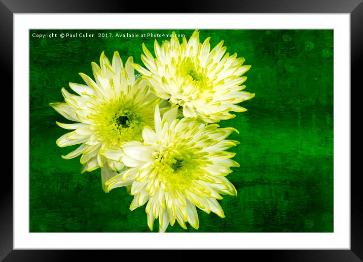 Yellow Chrysanthemums on a green background. Framed Mounted Print by Paul Cullen