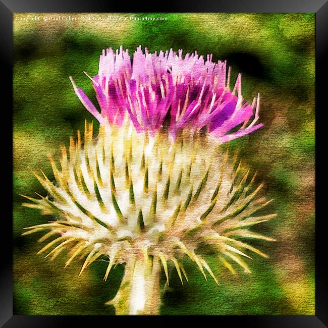 Thistle - The flower of Scotland watercolour effec Framed Print by Paul Cullen