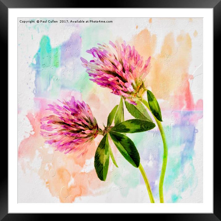 Two Clover Flowers with Pastel Shades. Framed Mounted Print by Paul Cullen