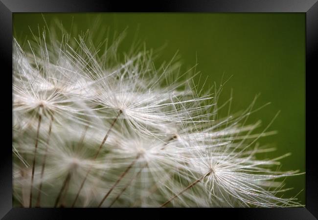 Dandelion Framed Print by Mick Sadler ARPS