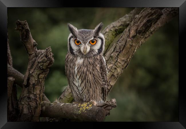 Long eared owl Framed Print by Mick Sadler ARPS