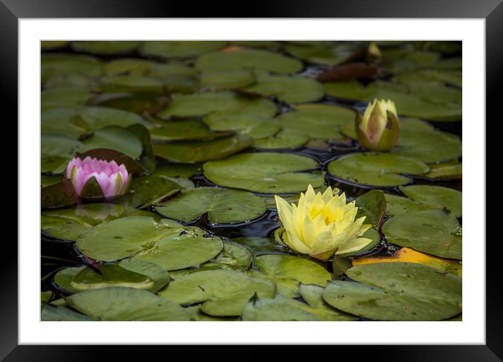 Water lily Framed Mounted Print by Mick Sadler ARPS