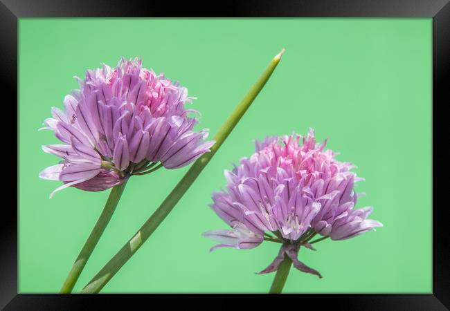 Flowering Chives Framed Print by Mick Sadler ARPS