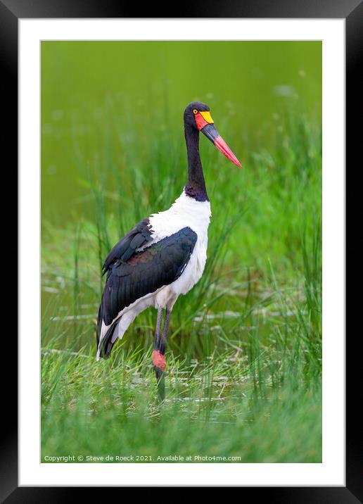 Saddle Billed Stork; Ephippiorhynchus senegalensis Framed Mounted Print by Steve de Roeck