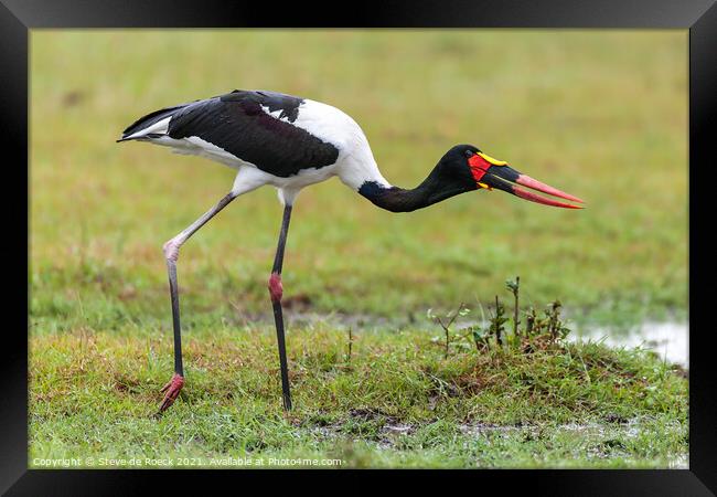 Saddle Billed Stork; Ephippiorhynchus senegalensis Framed Print by Steve de Roeck