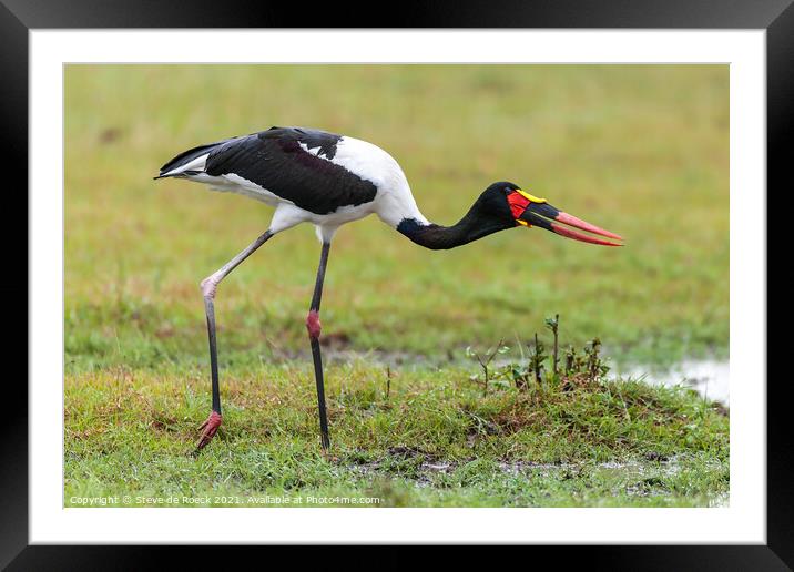 Saddle Billed Stork; Ephippiorhynchus senegalensis Framed Mounted Print by Steve de Roeck