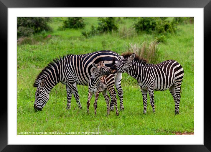 Zebra baby with parents Framed Mounted Print by Steve de Roeck