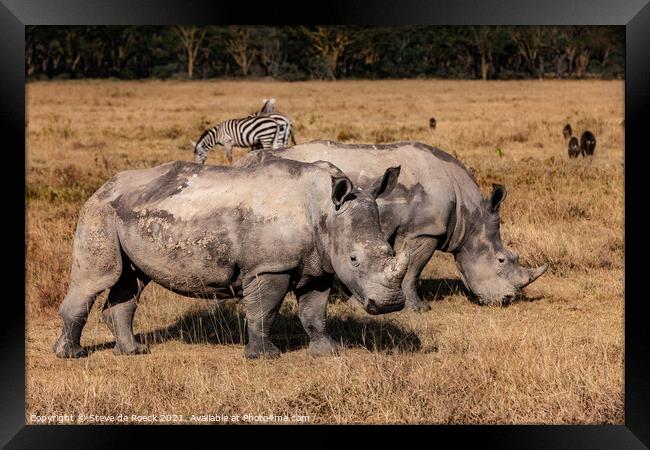 White Rhino and Zebra Framed Print by Steve de Roeck