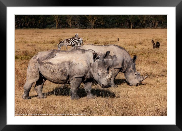 White Rhino and Zebra Framed Mounted Print by Steve de Roeck