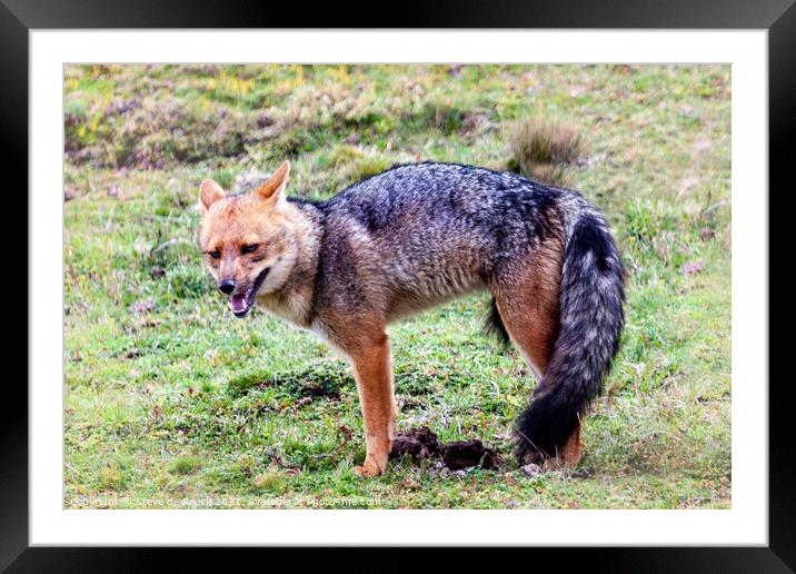 Andean Wolf Framed Mounted Print by Steve de Roeck