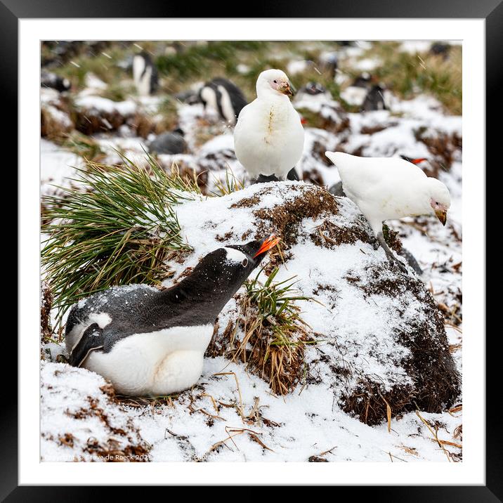 A gentoo penguin defends its nest from marauding sheathbills. Framed Mounted Print by Steve de Roeck