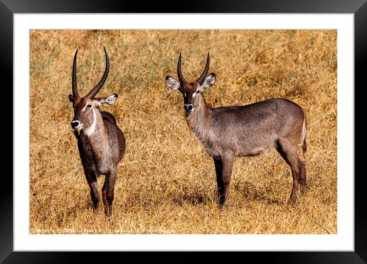 A pair of Defasso Waterbuck on the plains of Africa Framed Mounted Print by Steve de Roeck