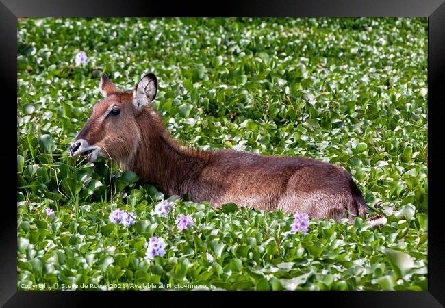 Waterbuck in a flower covered lake. Framed Print by Steve de Roeck