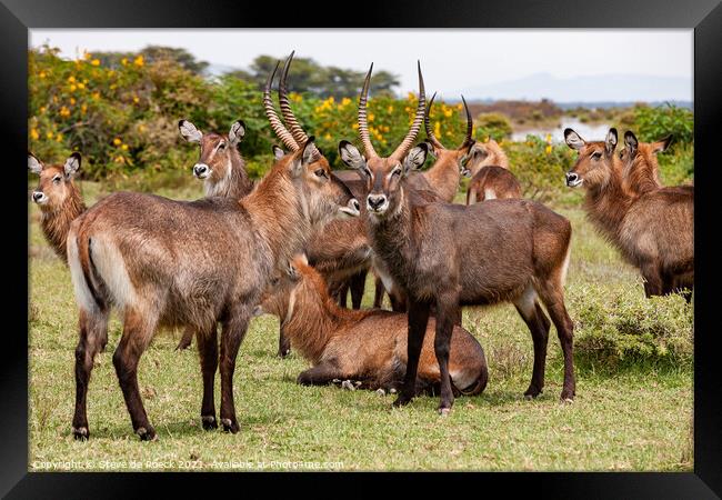Small group of Defassa Waterbuck at rest. Framed Print by Steve de Roeck