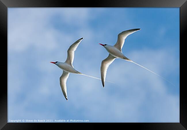 Pair Of long-tailed tropic birds fly close by. Framed Print by Steve de Roeck