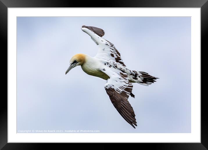 Young Gannet Investigates The Cameraman Framed Mounted Print by Steve de Roeck