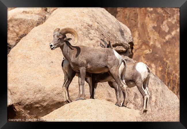 A couple of sheep standing on top of a rock Framed Print by Steve de Roeck