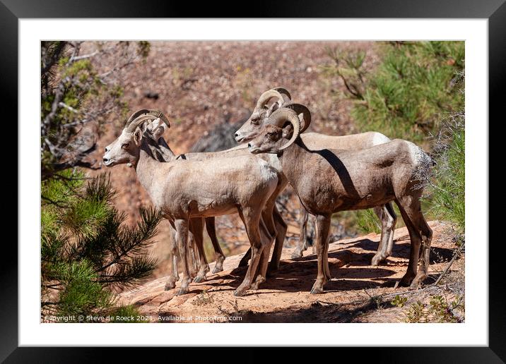A group of bighorn sheep standing on top of a rock Framed Mounted Print by Steve de Roeck