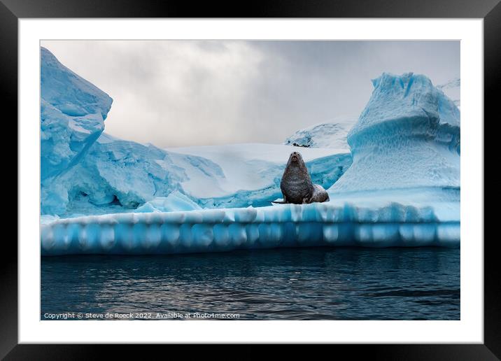 Grey Seal Defends His Territory Framed Mounted Print by Steve de Roeck