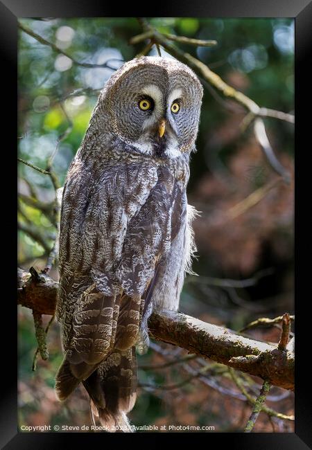 Great Grey Owl Framed Print by Steve de Roeck