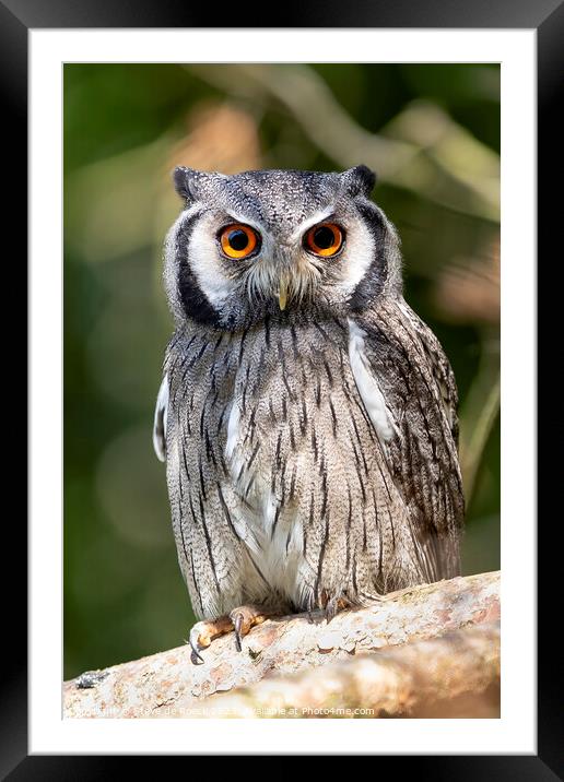Southern White Faced Owl Framed Mounted Print by Steve de Roeck