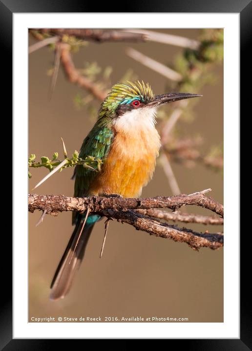 Bee Eater In A Thorn tree Framed Mounted Print by Steve de Roeck