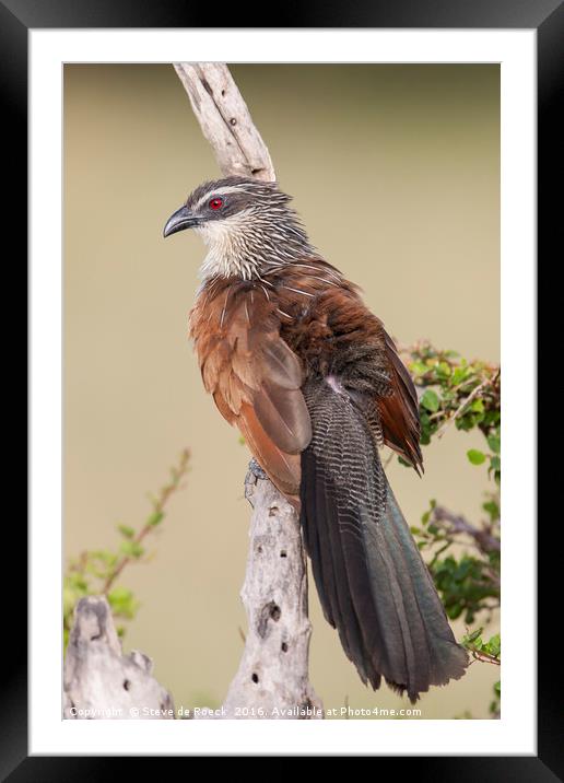 White Browed Coucal Framed Mounted Print by Steve de Roeck