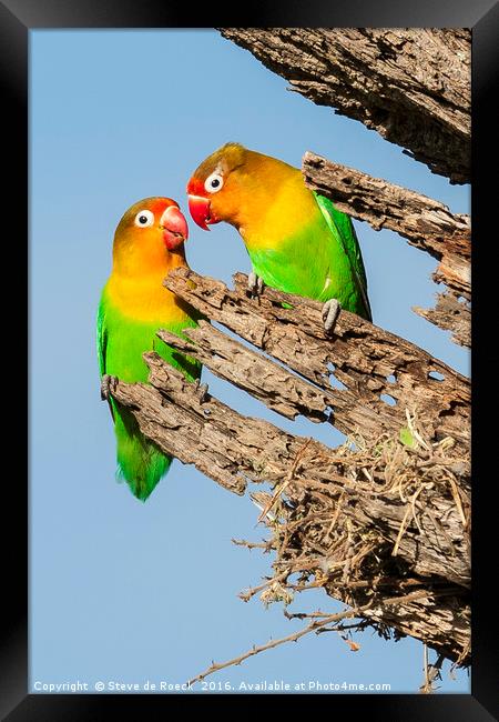 Lovebirds Nesting Framed Print by Steve de Roeck