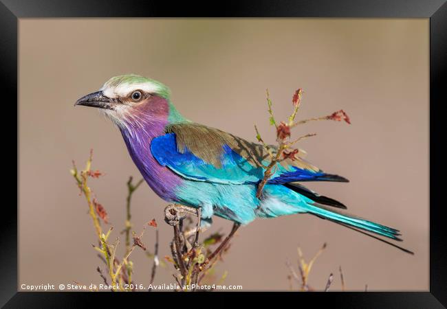 Lilac Breasted Roller Framed Print by Steve de Roeck