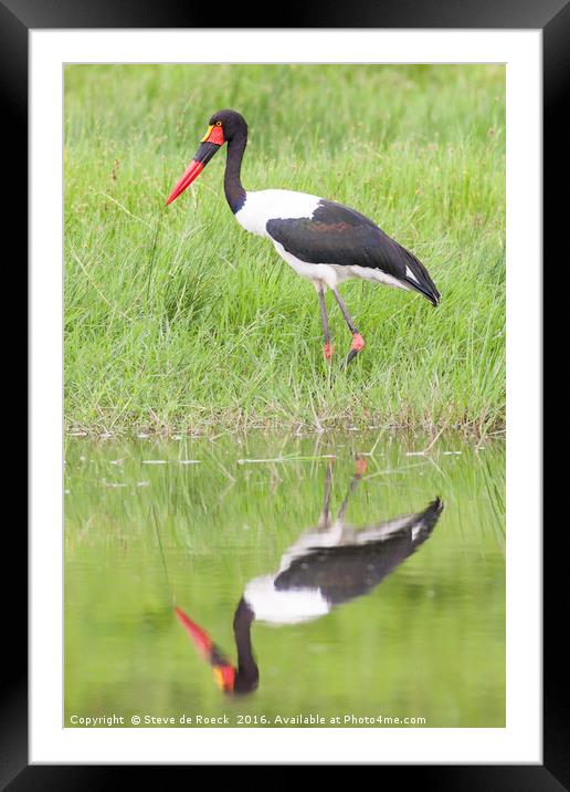 Saddle Billed Stork Hunting Framed Mounted Print by Steve de Roeck