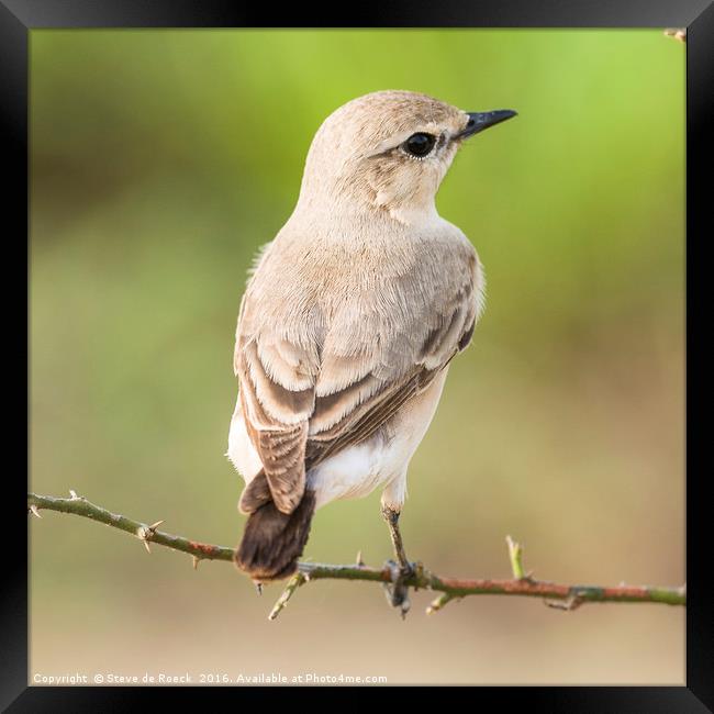 Wheatear Framed Print by Steve de Roeck