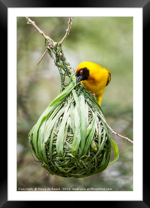 Yellow Weaver Hard At Work On His Nest Framed Mounted Print by Steve de Roeck
