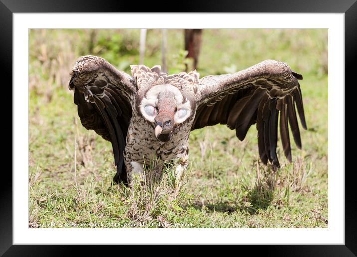 Griffon Vulture Takes Flight Framed Mounted Print by Steve de Roeck