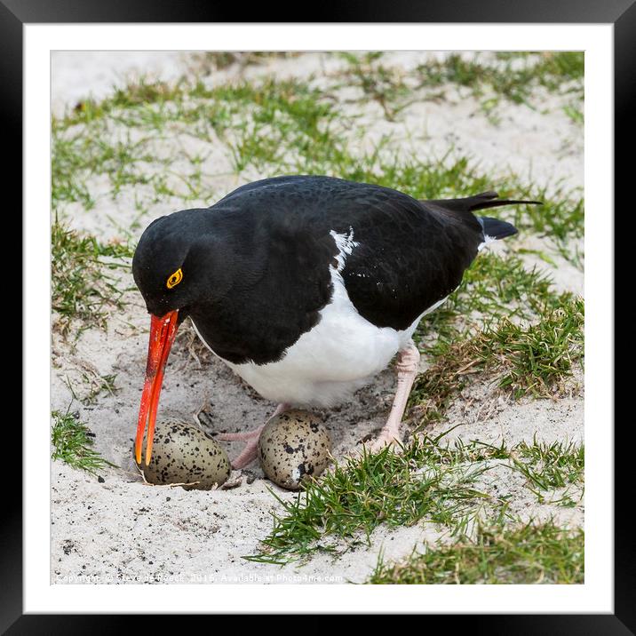 Magellanic Oystercatcher At The Nest (Haematopus) Framed Mounted Print by Steve de Roeck