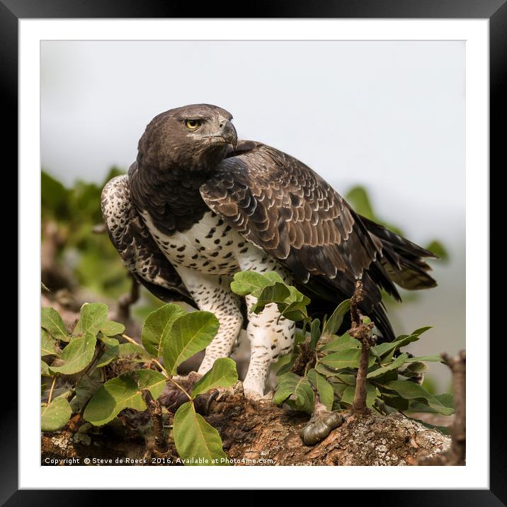 Martial Eagle With Prey (Polemaetus bellicosus) Framed Mounted Print by Steve de Roeck