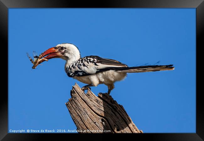 Red Billed Hornbill With Prey (Tockus rufirostris) Framed Print by Steve de Roeck