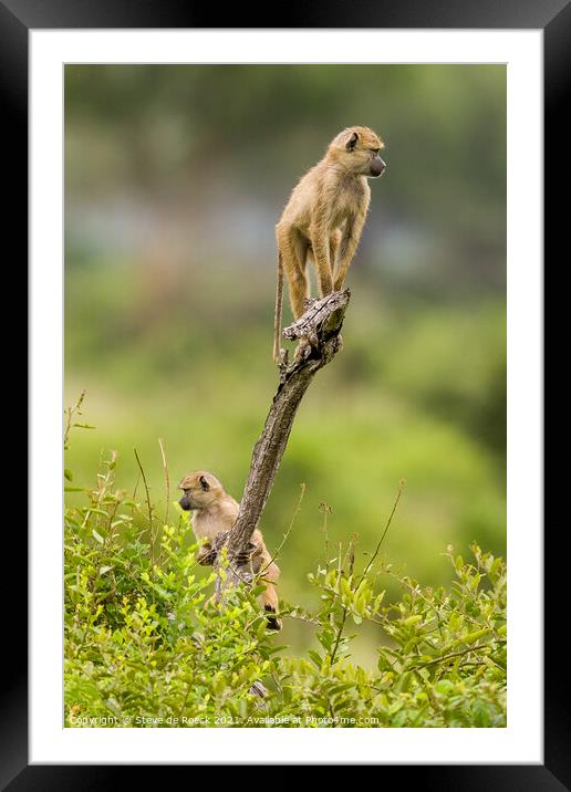 Monkey Business Can Be So Important Framed Mounted Print by Steve de Roeck