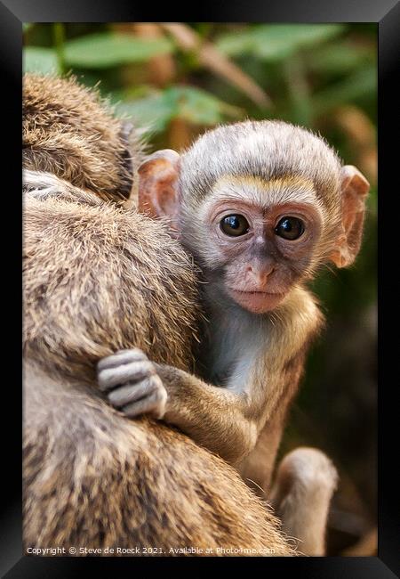 Vervet Monkey Baby Clings To Its Mother Framed Print by Steve de Roeck