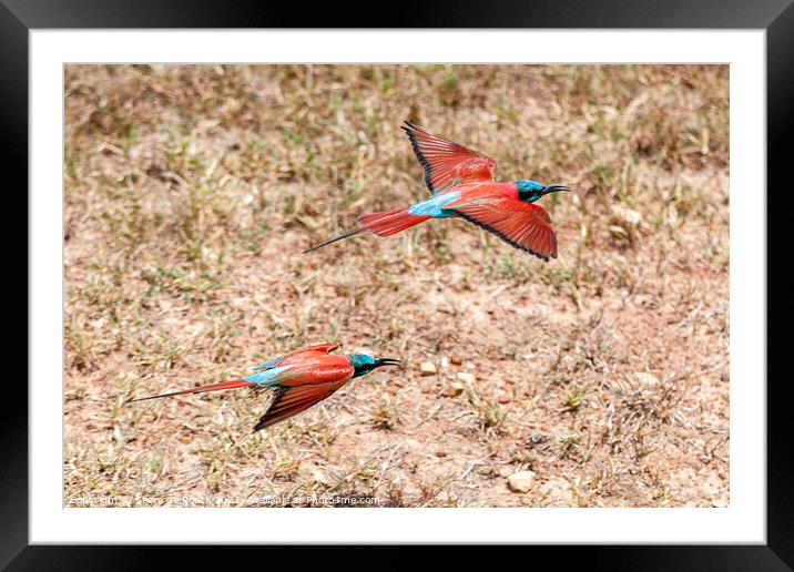 Colourful birds flying low. Framed Mounted Print by Steve de Roeck